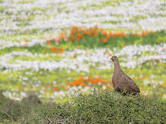 Francolin criard