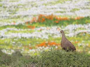 Francolin criard