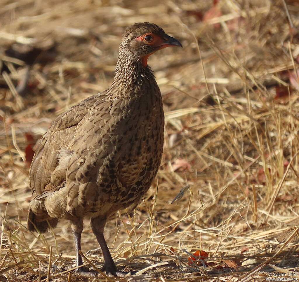 Francolin de Swainsonadulte