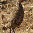 Francolin de Swainson