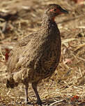 Francolin de Swainson