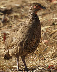 Francolin de Swainson