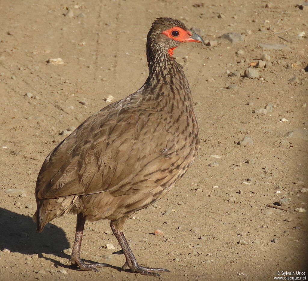 Francolin de Swainsonadulte