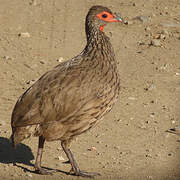 Francolin de Swainson