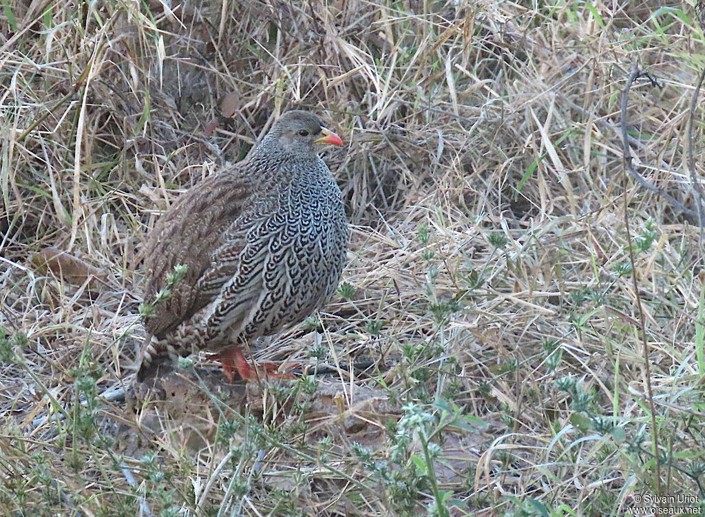 Francolin du Nataladulte