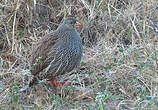 Francolin du Natal