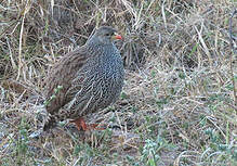 Francolin du Natal