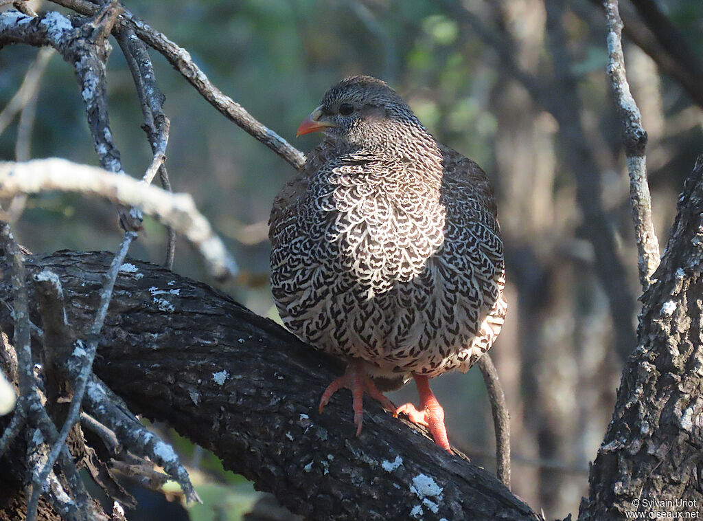 Francolin du Nataladulte