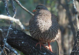 Natal Spurfowl