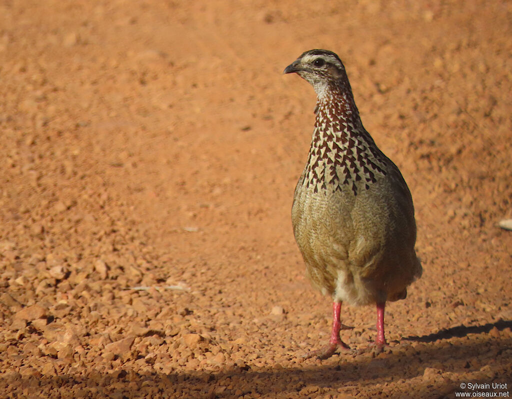 Francolin huppéadulte