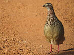 Francolin huppé