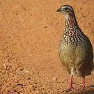 Francolin huppé
