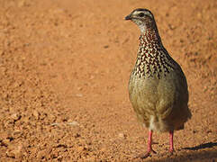 Francolin huppé