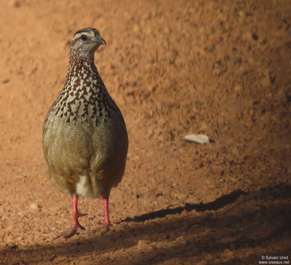 Francolin huppéadulte