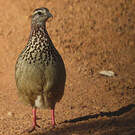 Francolin huppé