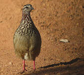 Francolin huppé