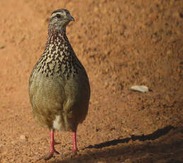 Francolin huppé