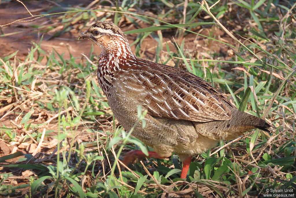 Crested Francolinadult