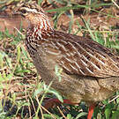 Francolin huppé