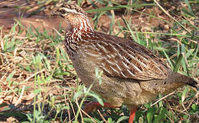 Crested Francolin