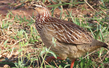 Francolin huppé