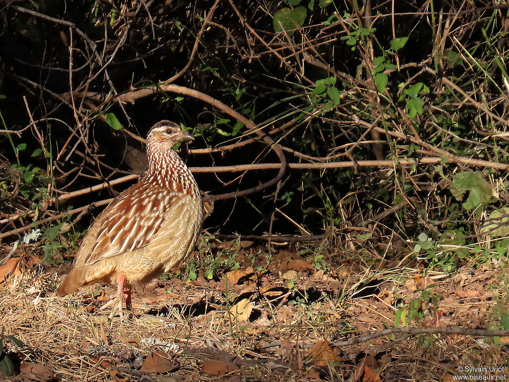 Francolin huppéadulte