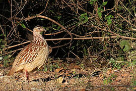 Crested Francolin