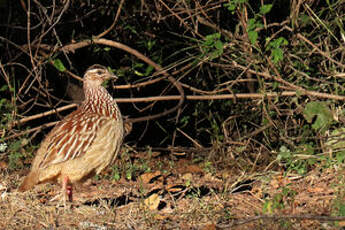 Francolin huppé