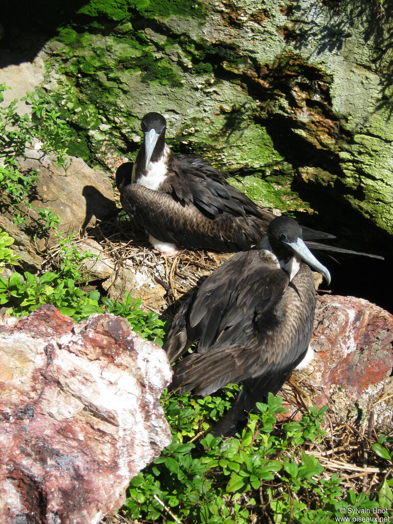 Magnificent Frigatebird female adult, colonial reprod.