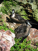 Magnificent Frigatebird