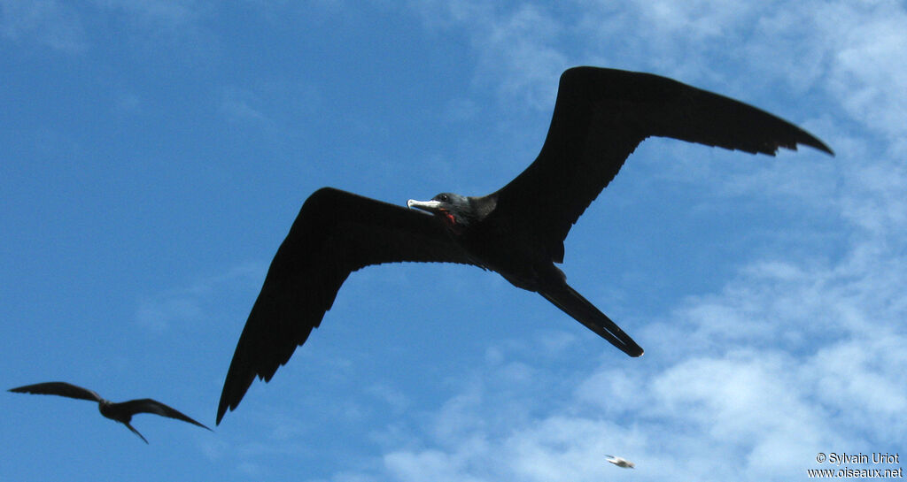 Magnificent Frigatebird male adult