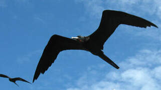 Magnificent Frigatebird