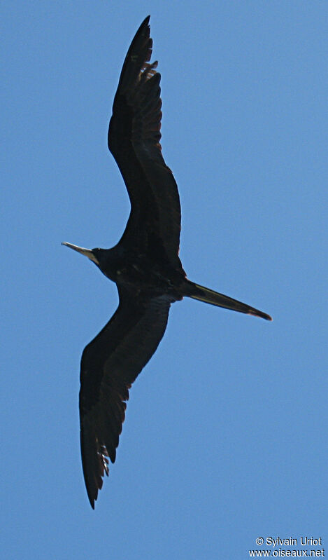 Magnificent Frigatebird male adult
