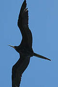 Magnificent Frigatebird