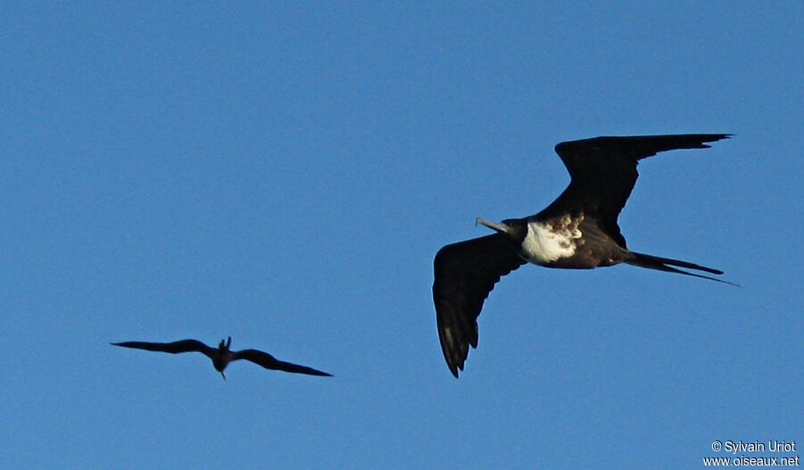 Magnificent Frigatebird female adult