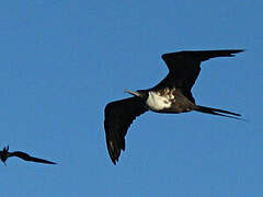 Magnificent Frigatebird