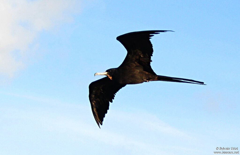 Magnificent Frigatebird male adult