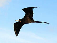 Magnificent Frigatebird