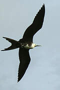 Magnificent Frigatebird