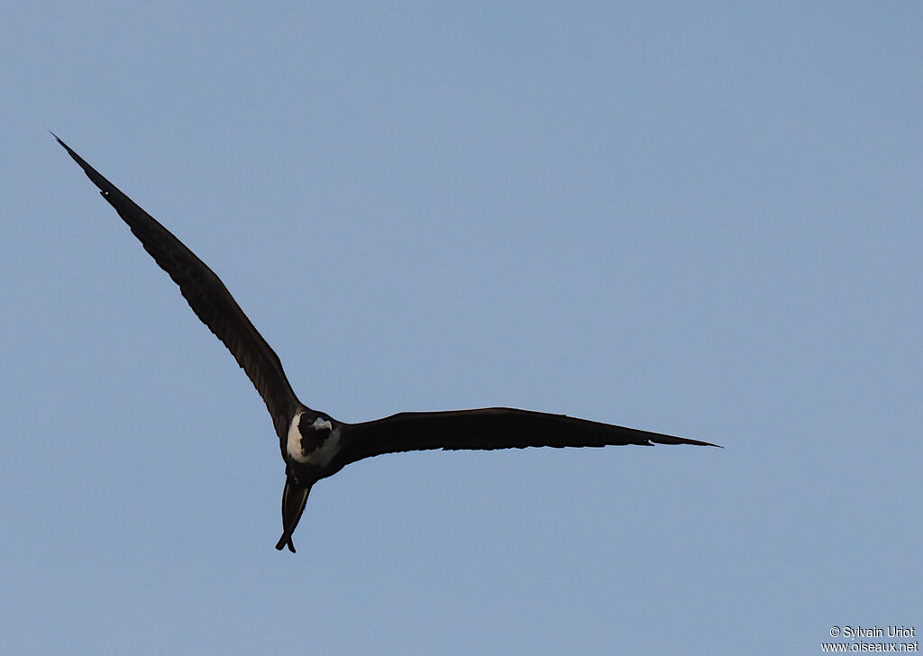 Magnificent Frigatebird female adult