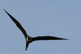 Magnificent Frigatebird