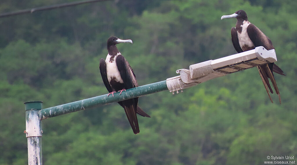 Magnificent Frigatebird female adult