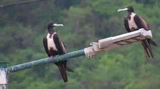 Magnificent Frigatebird