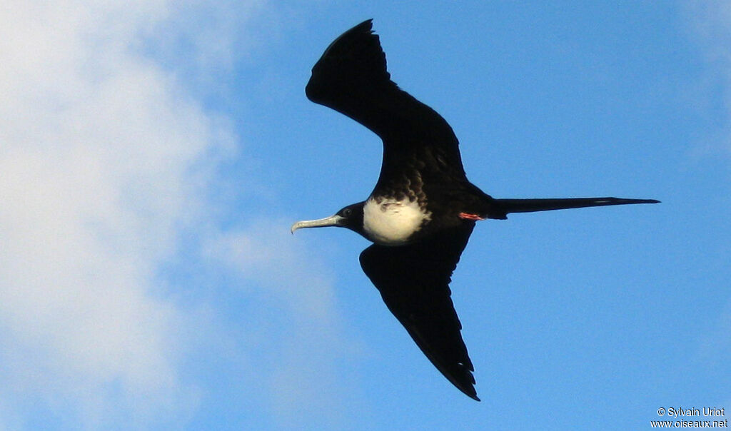 Magnificent Frigatebird female adult