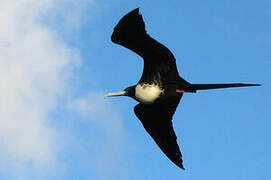 Magnificent Frigatebird