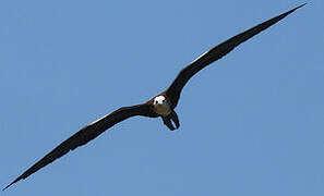 Magnificent Frigatebird