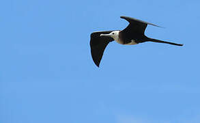 Magnificent Frigatebird