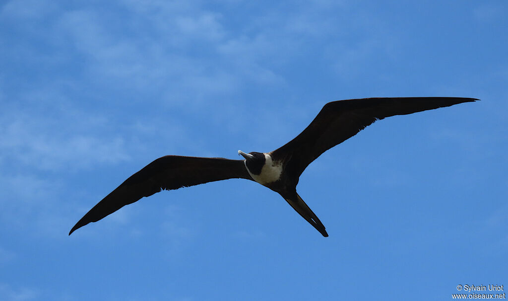 Magnificent Frigatebird female adult