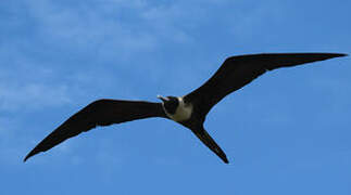 Magnificent Frigatebird