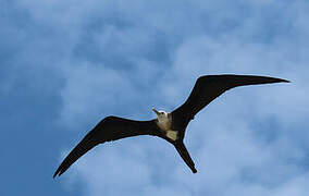 Magnificent Frigatebird